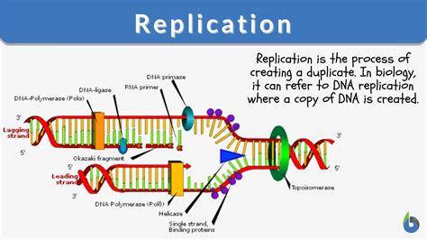 replicates in biology